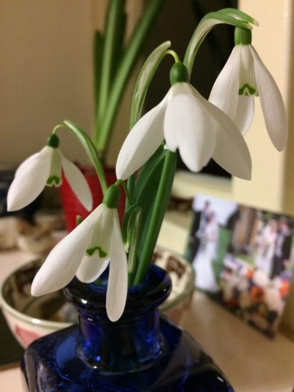 Snowdrop cut flowers on the windowsill in a dark blue bottle for a vase